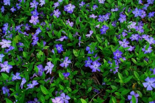 Быстрорастущие почвопокровные растения. Почвопокровные многолетники — описание, применение, достоинства