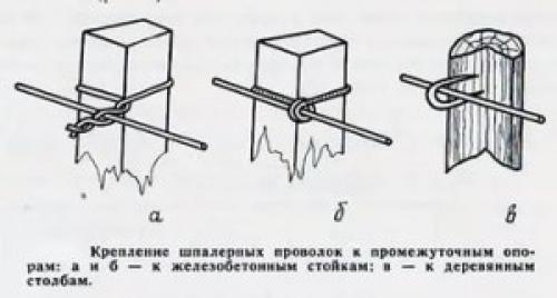 Шпалера для винограда. Одноплоскостная шпалера для винограда