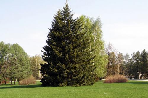 Живая изгородь из ели расстояние. Лучшие сорта ели для живой изгороди – правила посадки своими руками