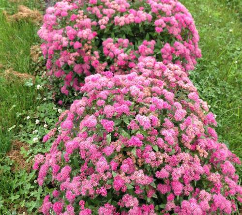 Из чего сделать живую изгородь в средней полосе. Декоративные живые бордюры 02 Из чего сделать живую изгородь в средней полосе. Декоративные живые бордюры 02