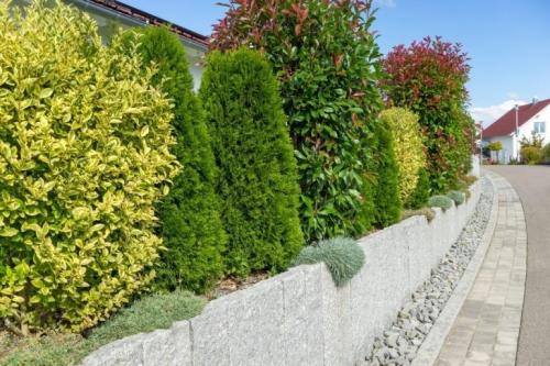 Живая изгородь быстрорастущая. Быстрорастущая вечнозеленая живая изгородь – кустарники и деревья