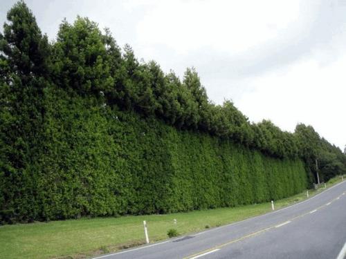 Живые изгороди из ели. Уход за посадками