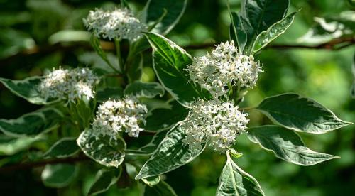 Из чего сделать живую изгородь в средней полосе. Декоративные живые бордюры 07 Из чего сделать живую изгородь в средней полосе. Декоративные живые бордюры 07