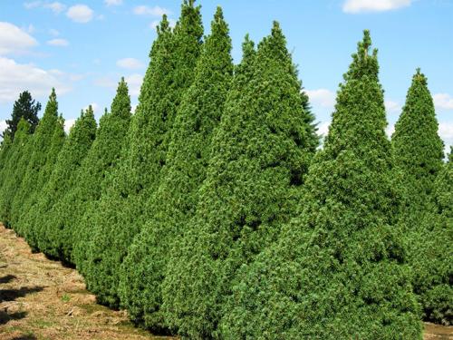 Живая изгородь из ели расстояние. Лучшие сорта ели для живой изгороди – правила посадки своими руками