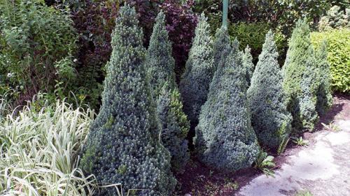 Живая изгородь из ели расстояние. Лучшие сорта ели для живой изгороди – правила посадки своими руками