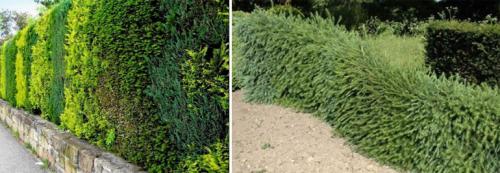 Живая изгородь быстрорастущая. Быстрорастущая вечнозеленая живая изгородь – кустарники и деревья