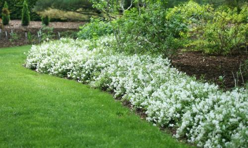 Из чего сделать живую изгородь в средней полосе. Декоративные живые бордюры
