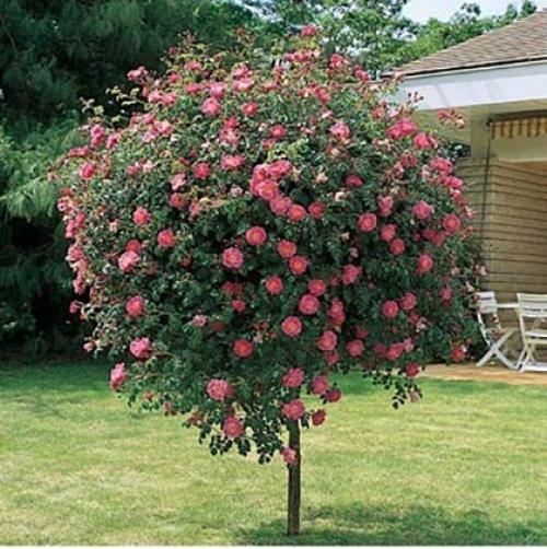 Живые изгороди из роз. Какие розы подойдут для создания живой изгороди? 07