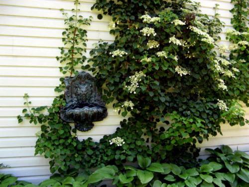 Живая изгородь из гортензии. Как вьющаяся гортензия может заменить теплолюбивые лианы?