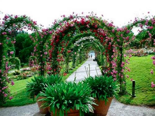 Живые изгороди из роз. Какие розы подойдут для создания живой изгороди? 04