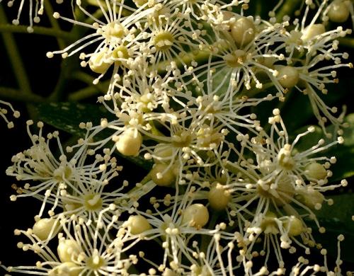 Живая изгородь из гортензии. Как вьющаяся гортензия может заменить теплолюбивые лианы?