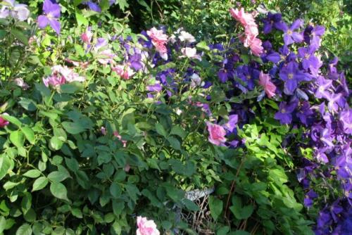 Живая изгородь из роз. Роза и клематис