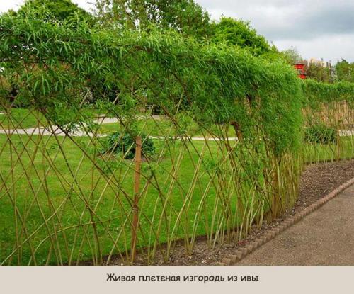 Живая изгородь: виды. Виды живой изгороди