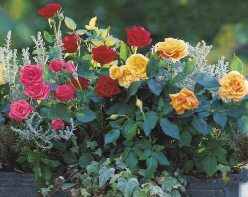 Композиции с розами в саду. Идеи