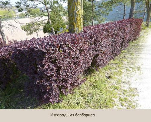 Живая изгородь: виды. Виды живой изгороди