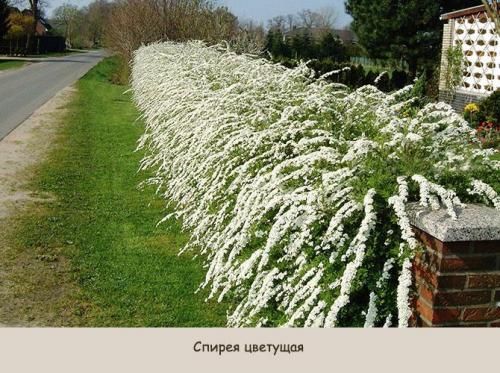 Живая изгородь: виды. Виды живой изгороди