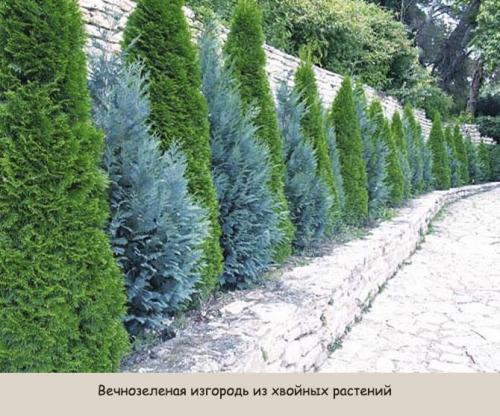 Живая изгородь: виды. Виды живой изгороди