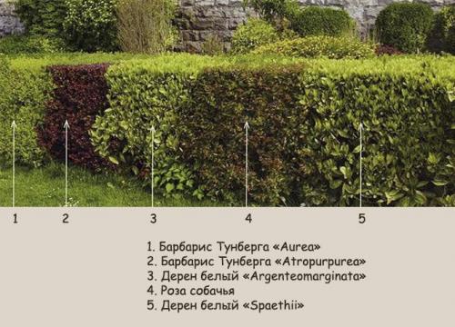 Живая изгородь: виды. Виды живой изгороди