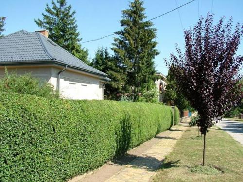 Живая изгородь быстрорастущая многолетняя. Быстрорастущая вечнозеленая живая изгородь – кустарники и деревья