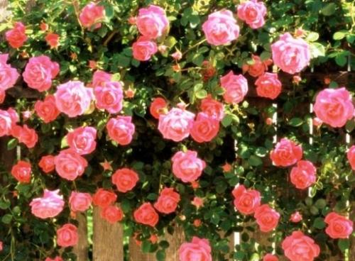 Как сделать живую изгородь из роз Ландшафтный дизайн. Как сделать живую изгородь из роз