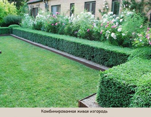 Живая изгородь: виды. Виды живой изгороди