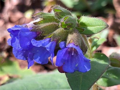 Многолетние цветы, которые растут в тени. Цветущие тенелюбивые многолетники