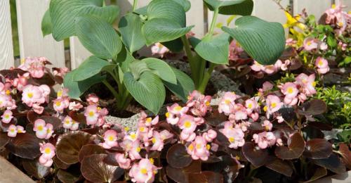 Многолетние цветы, которые растут в тени. Цветущие тенелюбивые многолетники