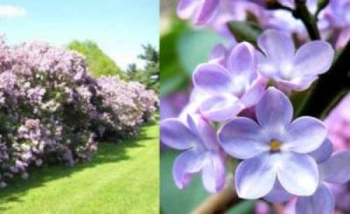 Сирень в качестве живой изгороди. Живая изгородь из сирени на собственном участке, своими руками