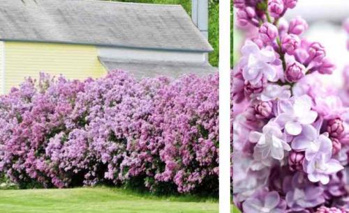 Сирень в качестве живой изгороди. Живая изгородь из сирени на собственном участке, своими руками