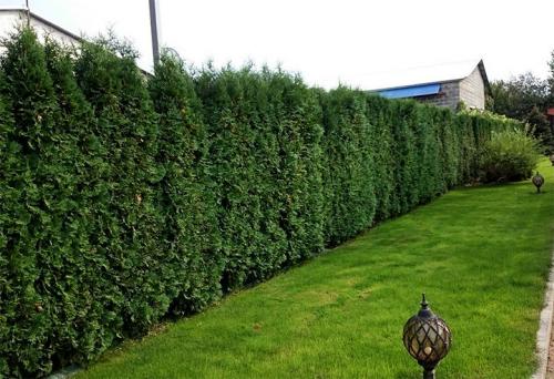 Живая изгородь из туи и гортензии. Живая изгородь из туи: выбор сорта, правила посадки