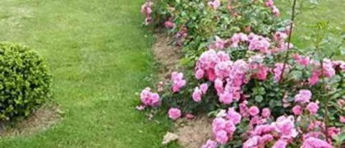 Розы в качестве живой изгороди. Живая изгородь на даче 01 Розы в качестве живой изгороди. Живая изгородь на даче 01