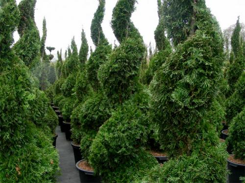 Живая изгородь из туи и гортензии. Живая изгородь из туи: выбор сорта, правила посадки