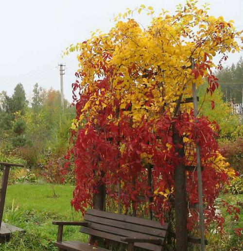 Какие вьющиеся цветы можно посадить в тени. Теневыносливые лианы для Подмосковья