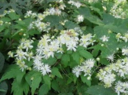 Обустройство клумбы в тени. Клумба в тени у дома — особенности организации и подборка растений 23 Обустройство клумбы в тени. Клумба в тени у дома — особенности организации и подборка растений 23