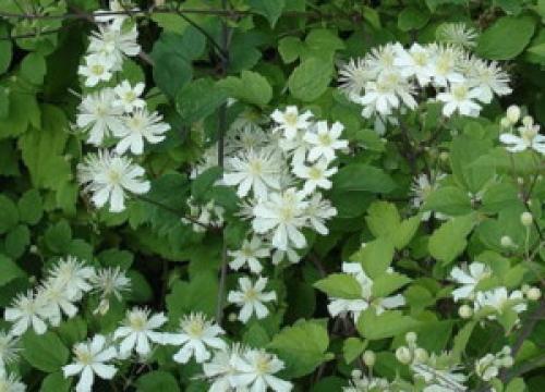 Обустройство клумбы в тени. Клумба в тени у дома — особенности организации и подборка растений 22 Обустройство клумбы в тени. Клумба в тени у дома — особенности организации и подборка растений 22