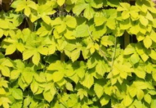 Обустройство клумбы в тени. Клумба в тени у дома — особенности организации и подборка растений 24 Обустройство клумбы в тени. Клумба в тени у дома — особенности организации и подборка растений 24