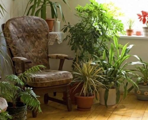14 тенелюбивых комнатных растений. Поклонники тени и их таланты