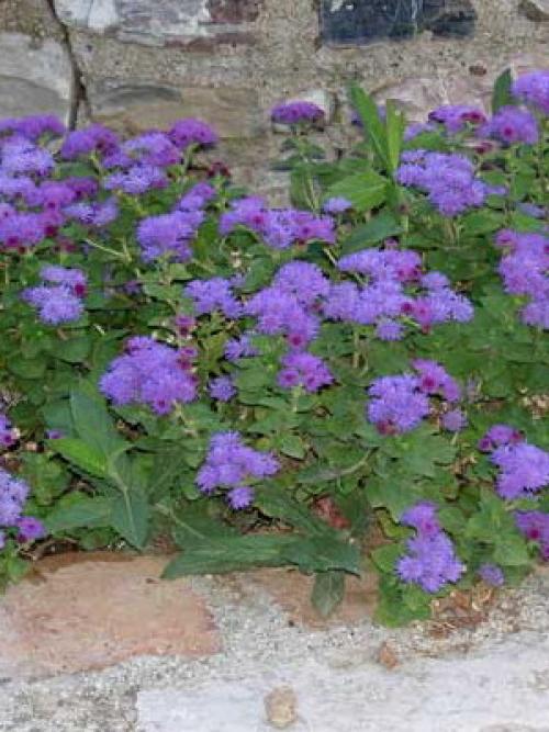 Цветы для тени и полутени. 66 тенелюбивых комнатных растений с фото 22