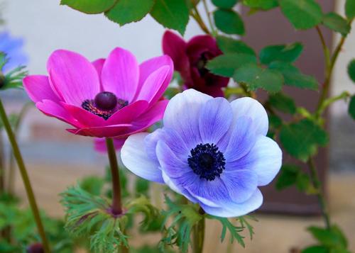 Многолетние цветы, которые растут в тени. Цветущие тенелюбивые многолетники