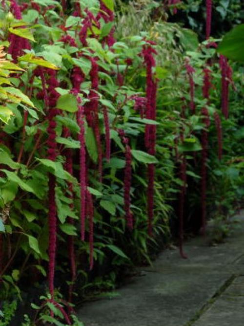 Цветы для тени и полутени. 66 тенелюбивых комнатных растений с фото 24