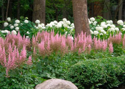 Многолетние цветы, которые растут в тени. Цветущие тенелюбивые многолетники