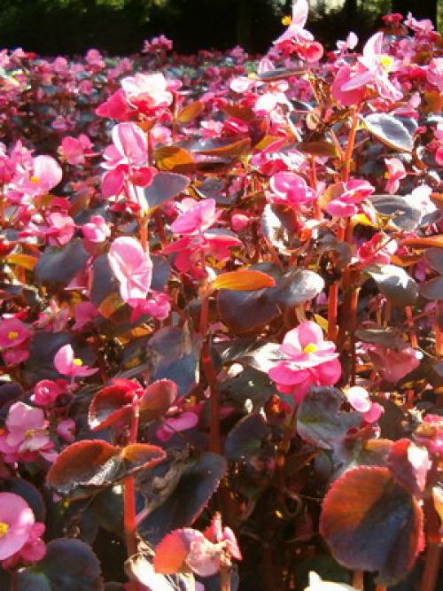 Цветы для тени и полутени. 66 тенелюбивых комнатных растений с фото 26