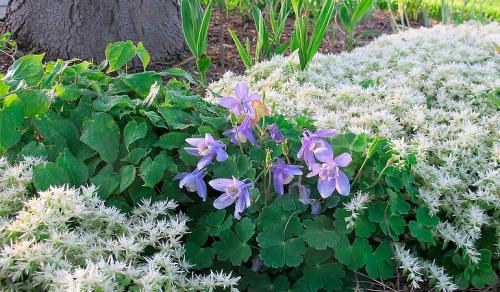 Многолетние цветы, которые растут в тени. Цветущие тенелюбивые многолетники