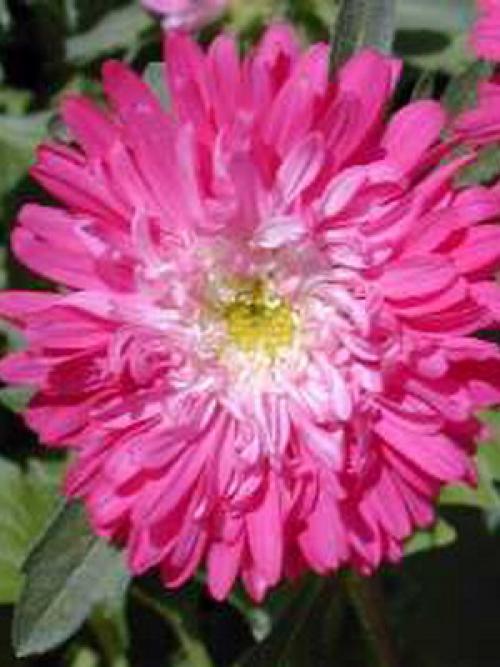 Цветы для тени и полутени. 66 тенелюбивых комнатных растений с фото 28