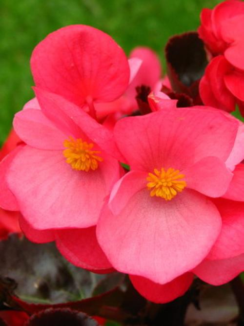 Цветы для тени и полутени. 66 тенелюбивых комнатных растений с фото 25