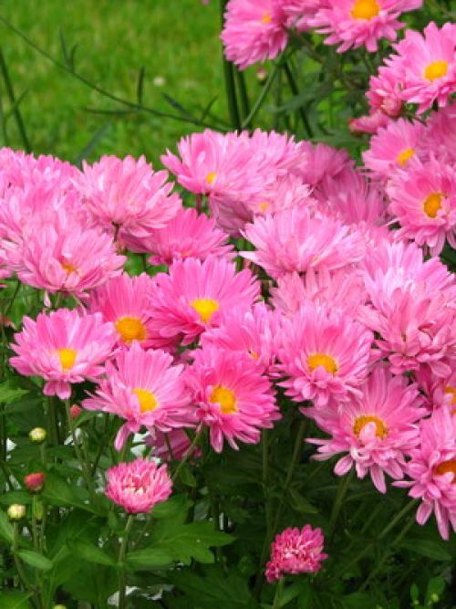 Цветы для тени и полутени. 66 тенелюбивых комнатных растений с фото 27