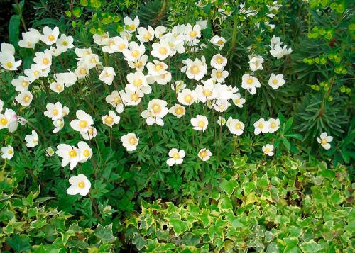 Многолетние цветы, которые растут в тени. Цветущие тенелюбивые многолетники