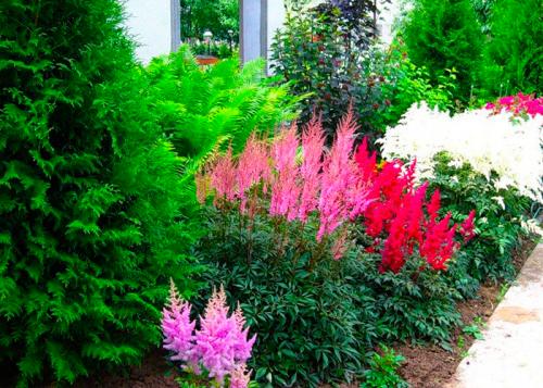 Многолетние цветы, которые растут в тени. Цветущие тенелюбивые многолетники