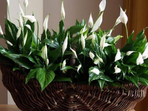 Цветы для тени и полутени. 66 тенелюбивых комнатных растений с фото 04