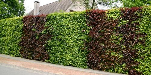 Дешевая живая изгородь. Рейтинг лучших растений для живой изгороди на 2022 год